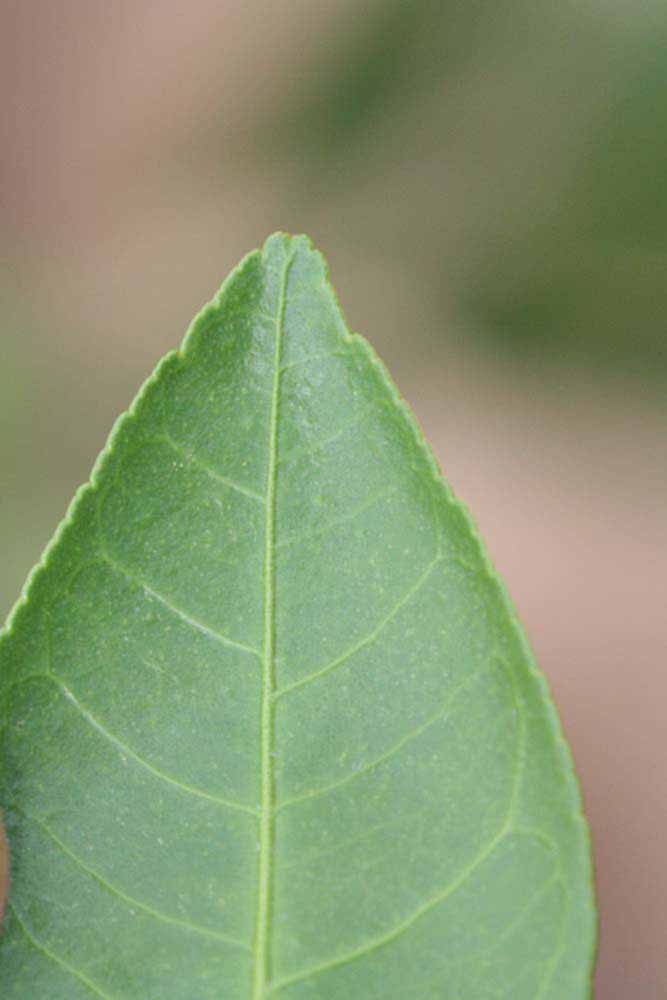              Margin (Riverside, CA)       